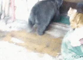 oso,gato,abrazo,sorpresa,cari&ntilde;o,amigos