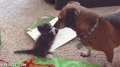 gato,perro,gatito,cachorro,piedad