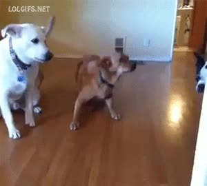 perros,roomba,aspirador,robot,levantar,rey