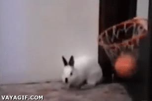 basket,canasta,baloncesto,entrenado,encestar,lanzar