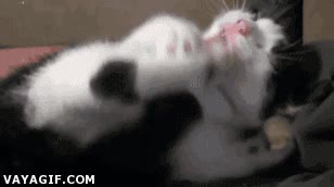 acicalar,vida propia,descontrol,patada,gato