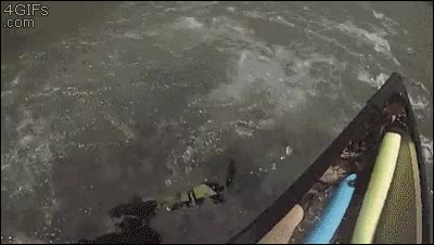 perro,saltar,rescate,de inmediato,reflejos