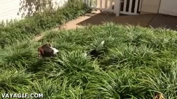 ardilla,escapar,pasto,buscar,rastrear,perro