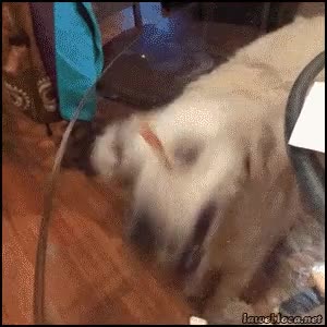 perro,mesa,tonto,galleta,trollear,jamon dulce,mesa de cristal,vidrio