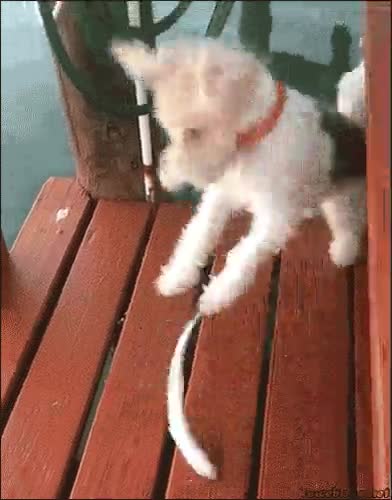 Enlace a Le ha salido caro el intento de probar el pescado a este pobre perro