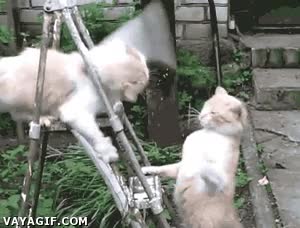 ense&ntilde;ar,kung-fu,zarpazos,repeticion,atacar,escalera,gato