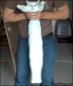 gato,campana,largo,mover,blanco