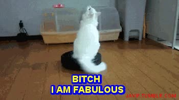 roomba,presumido,gato,robot escoba,girar,pose