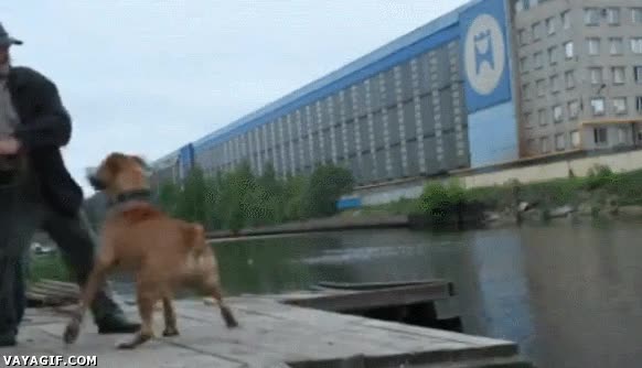 Perro,correa,caida,anciano,fail,lanzar,palo,al agua
