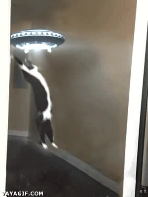 gato,aliens,planeta,volar,platillo,ovni,flotar,abducir