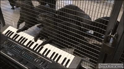 teclado,gracioso,nutrias,jaula,piano,ritmo,tocar,música,pianistas