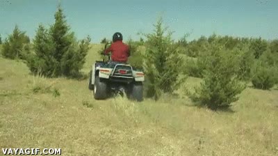 quad,arbusto,raiz,montacargas,palas,elevadora,toro,en marcha,sin parar