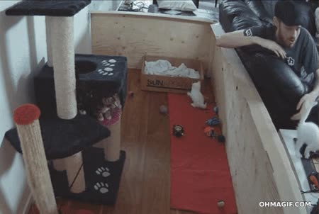 gatitos,cachorros,saltar,pedazo de salto,gato