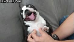 emocion,felicidad,rascar,cara,gracia,perro