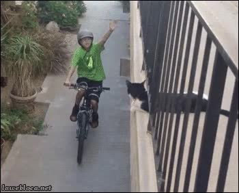 gato,choque,High five,niño,bicicleta,amigos,chocar,balcon