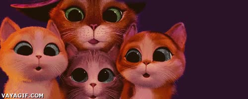 asignatura,pesada,cansina,mosca,distraer,seguir con la mirada,el gato con botas,gato
