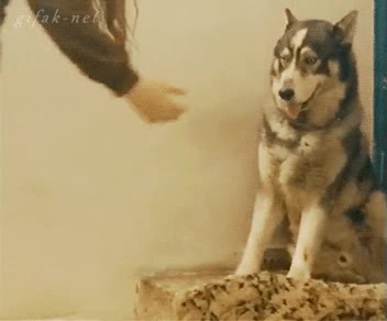 husky,perro,dar la pata,gato,envidioso,truco