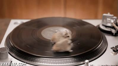 Aún así, mejores DJ's que muchos que van de súper-estrellas por la vida hamster,rattitas,disco,plato,DJ,dar vueltas
