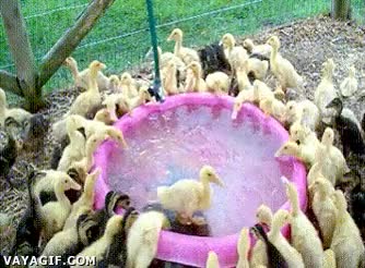Todos mis amigos cuando se enteran de que tengo piscina en mi casa piscina,patos,patitos,bañarse,beber agua,darse un baño