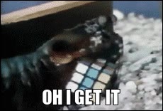 Langosta,agua,cubo,rubik,vago,comida,mar