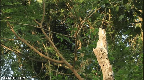 tronco,ave,camuflado,salir volando,volar