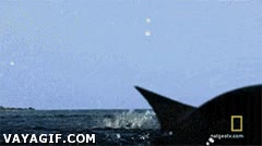 rayas voladoras,salto,saltar,mar,agua,volar,aves,soñar