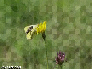 flores,abeja,mariposa,camuflaje,error,fail