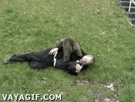 jugar,cuidador,morder,oso,cachorro