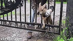 cr&iacute;a,madre,salvar,rejas,atrapado,aprieto,apuro,valla,atascado