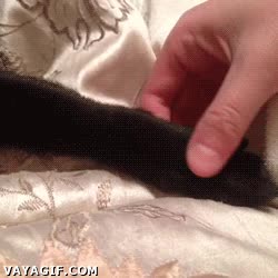 friendzone,retirar,tomar,pata,gato,quitar