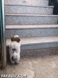 cachorro,pequeño,saltar,escalón,escalera