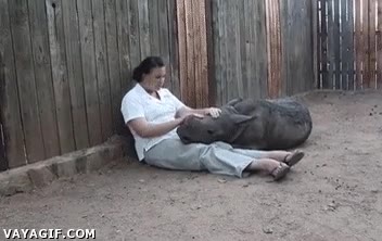 madre adoptiva,rinoceronte,acariciar,cuidadora