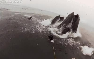 ballena,mar,peligro,comer,peces,devorar,por poco