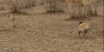 hiena,gacela,compartir,cazada,guepardo,escapar,huir