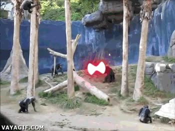 star wars,jedi,espada,palo laser,palo,chimpances,monos