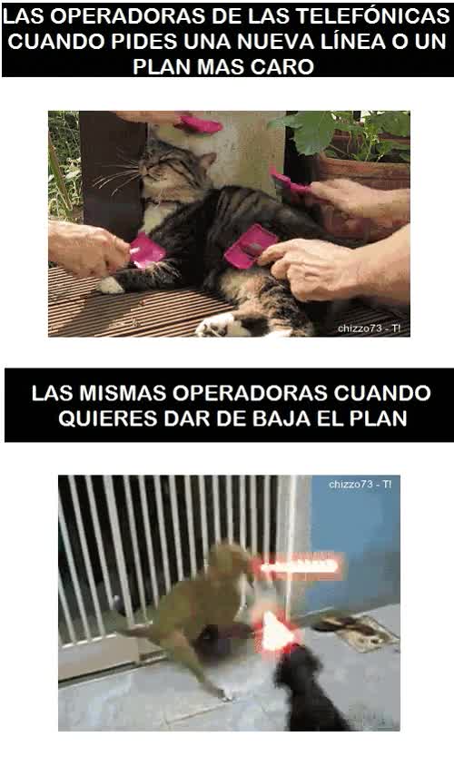 contratar,compañías telefónicas,gato,retención,plan tarifario