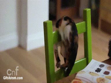 gato,silla,girar,fail,caer,al suelo