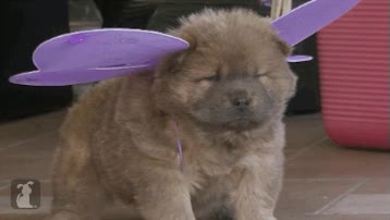 perro,cara de mala leche o de sue&ntilde;o,alas,cachorro