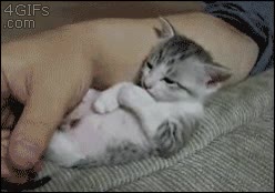 lunes,susto,pesadilla,gato,sabado,a seguir sobando