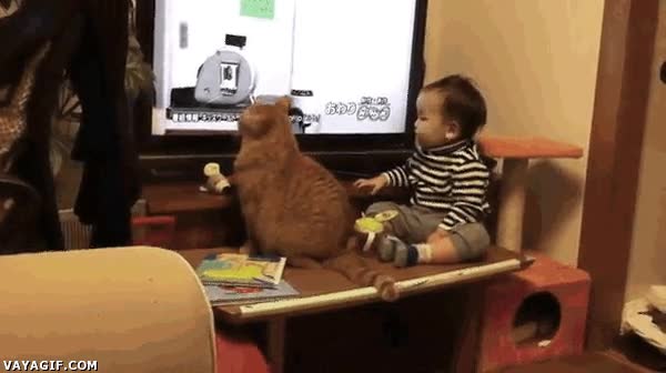 sincronizacion,girar,cabeza,mirar,tele,a la vez,gato