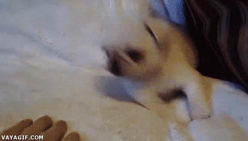 carlino,dedos,humano,felicidades mi Yelly,jugar,atrapar,cachorro