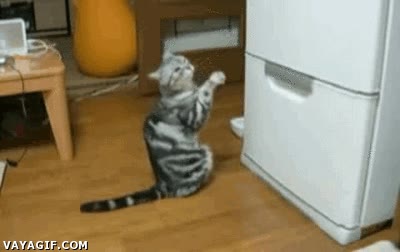 rezar,pedir,que haya algo bueno por favor,gato,nevera,merendar