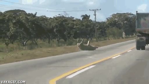 escapar,huir,matadero,carga,puerco,cerdo,camion,se la pega fuerte pero gana su libertad