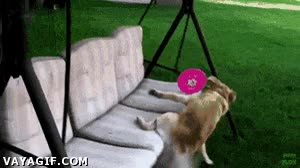 frisbee,vueltas,mecer,saltar,perro,mecedora,balancin