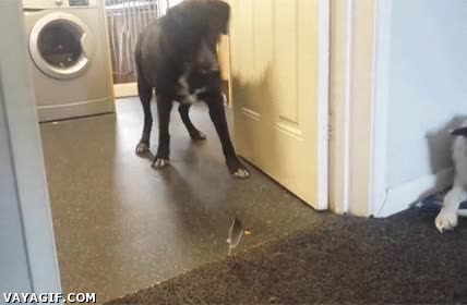 tienen unas cosas...,perro,incr&eacute;dulo,flipar,pluma,perturbador