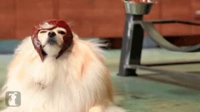 magneto,x-dog,magnedog,perro,levitar,dogneto,plato de comida,gatos