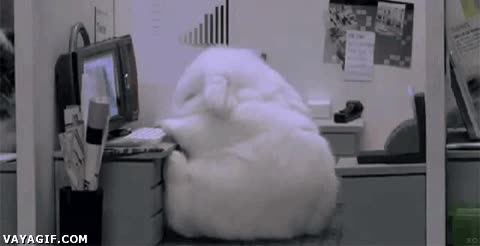 conejito,caer,tumbar,dormido,oficina