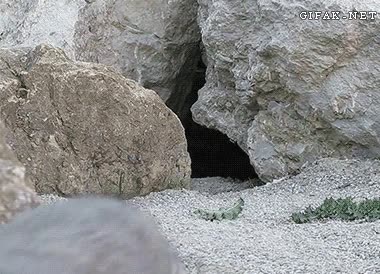 Endor,película,gato,felino,star wars,ewok