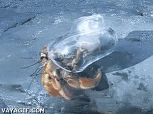 caracola,cangrejo,caracol,transparente,concha,ermita&ntilde;o