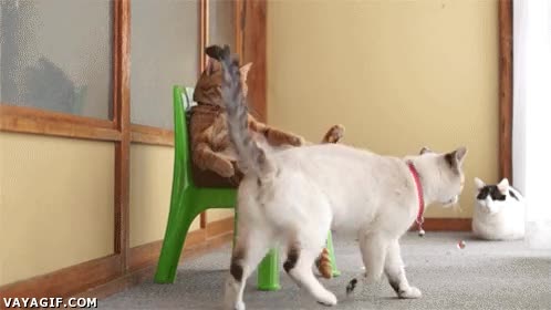 gatos,sentarse,rascarse,felino,el rey de los gatos,majestad,rascar,mayordomo